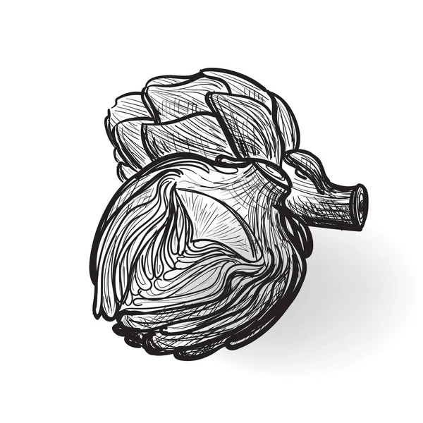 Ζωγραφισμένη Στο Χέρι Αγκινάρα Αγκινάρες Σκίτσο Doodle Βρώσιμο Cynara Λουλούδι — Διανυσματικό Αρχείο