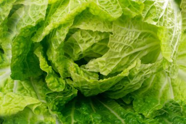 Çin lahanası, Napa lahanası ya da beyaz arka planda izole edilmiş Wombok, taze yeşil lahana.