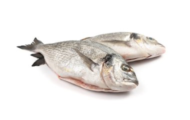 Orata balığı izole edilmiş. Taze dorado, deniz kabuğu, çiğ yaldızlı krema, dorada, pişmemiş dorade, doraden ya da Sparus aurata beyaz arka planda deniz balığı.