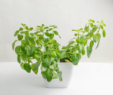 Tenceredeki nane bitkisi. Pencere kenarı bahçesi, beyaz tencerede mis kokulu bitki, taze Fas nanesi, beyaz arka planda nane şekeri.