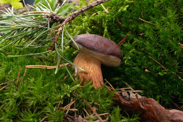 Boletus Badius Baía Bolete Cogumelos Musgo Verde Cogumelos Silvestres Naturais — Fotografia de Stock
