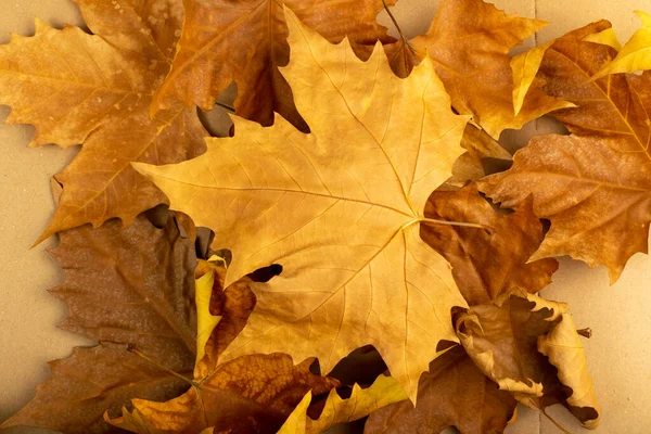 Sycamore Herbst Blatt Textur Hintergrund Platanus Braunes Laubmuster Große Platanenblätter — Stockfoto