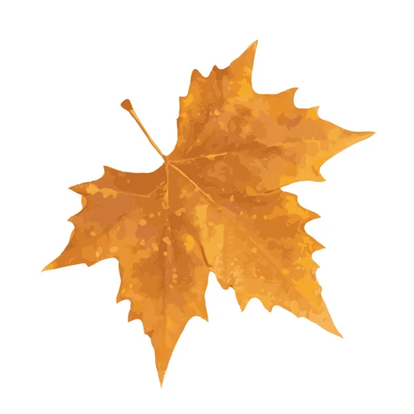 Sycamore Herfst Blad Geïsoleerd — Stockvector