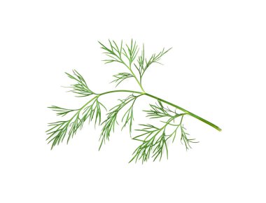 Dil filizi izole edildi. Taze rezene dalı, bitki bitkisi yakın plan, beyaz arka planda kokulu dereotu dalının makro fotoğrafı.