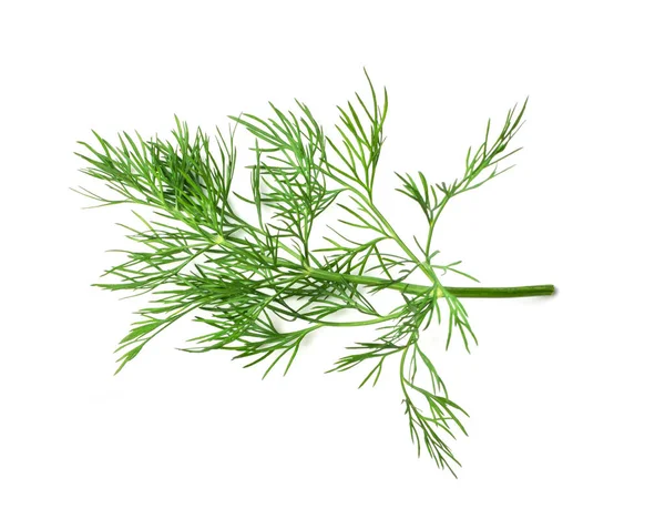 Dill Sprig Isolated Fresh Fennel Twig Herb Plant Closeup Macro — Stock Photo, Image