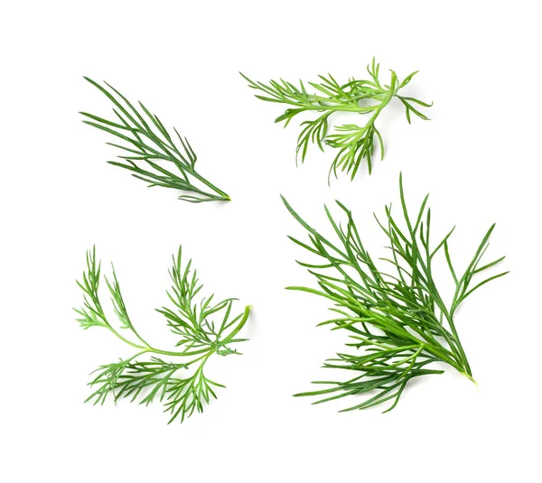 Dill Sprig Set Isolated Fresh Fennel Twig Collection Herb Plant — Stock Photo, Image