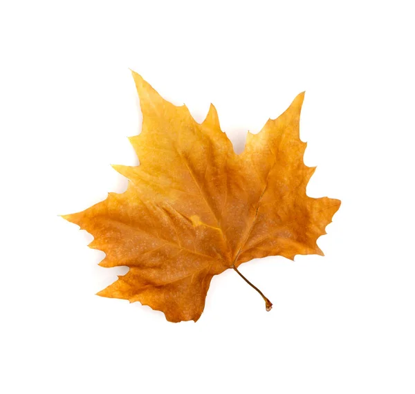 Jesienny Liść Sycamore Odizolowany Platanus Brązowe Liście Duże Liście Sykamora — Zdjęcie stockowe