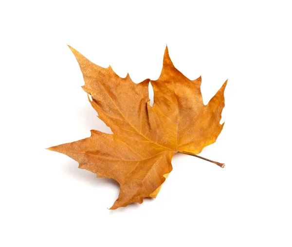 Sycamore Podzimní List Izolován Platanus Hnědé Listí Velký Sycamore Listy — Stock fotografie