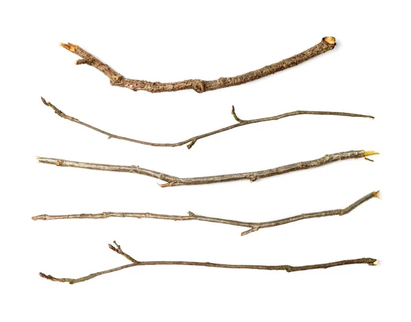 Branches Set Isolated Dry Twigs Collection Sticks Boughs Dry Thin — Stock Photo, Image