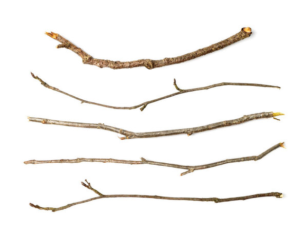 Branches set isolated. Dry twigs collection, sticks, boughs, dry thin branches, brushwood for rustic design, boho style