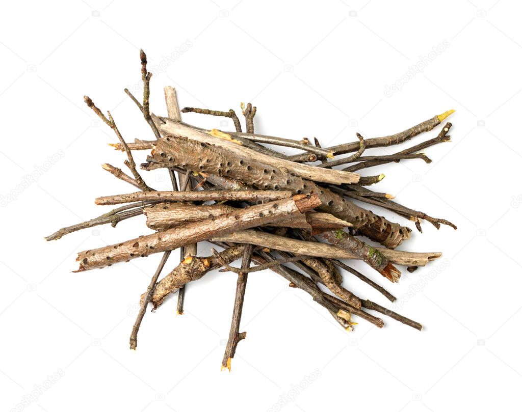 Branches pile isolated. Dry twigs pile ready for campfire, sticks, boughs heap for a fire, dry thin branches, brushwood