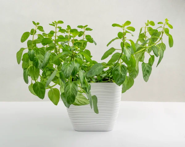 Mint plant in a pot. Windowsill garden, fragrant plant in a white pot, fresh moroccan mint, spearmint on white background side view