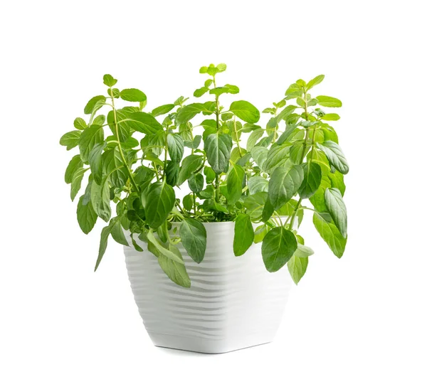 Mint plant in a pot isolated. Windowsill garden, fragrant plant in a white pot, fresh moroccan mint, spearmint on white background side view