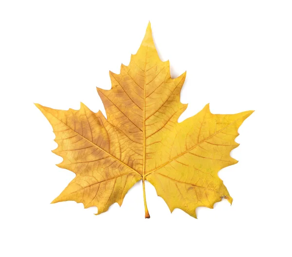 Jesienny Liść Sycamore Odizolowany Platanus Brązowe Liście Duże Liście Sykamora — Zdjęcie stockowe