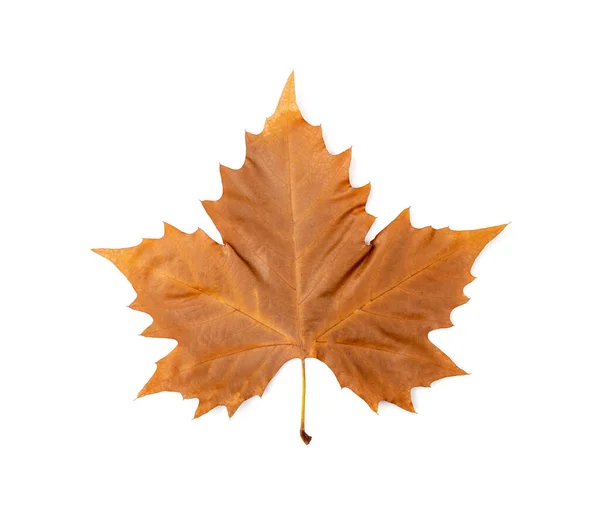 Sycamore Autumn Leaf Isolated Platanus Brown Foliage Big Sycamore Leaves — Stock Photo, Image