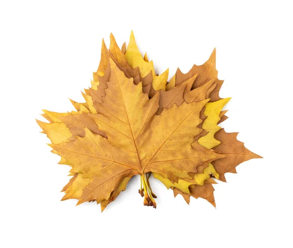 Jesienny Liść Sycamore Odizolowany Platanus Brązowe Liście Duży Sycamore Liście — Zdjęcie stockowe