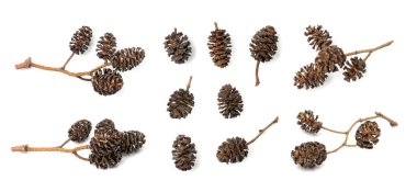 Kızılağaç konileri izole edildi. Alnus bir dala koni, kuru alder dalı beyaz arkaplanda