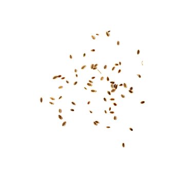 Dil tohumları izole. Kuru, dağınık rezene tohumu, beyaz arka planda Hint baharatı.