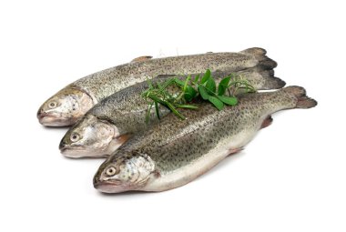 Çiğ alabalık izole edilmiş. Taze cani, üç çelik başlı balık, gökkuşağı alabalığı, trutta, fario, Oncorhynchus mykiss, beyaz arka planda tatlı su alabalıkları.