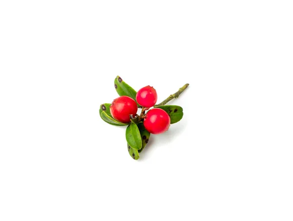 Fresh Cowberry Isolated Lingonberry Berries Green Leaves Whortleberry Twig Mountain — Photo