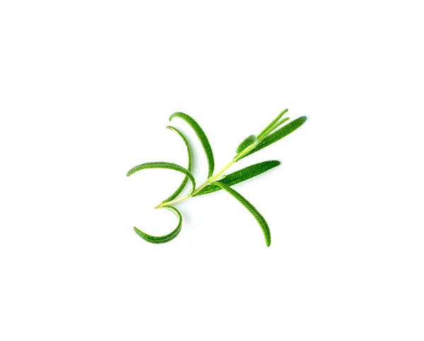 Fresh Rosemary Twigs Isolated Green Rosemary Leaves Set Seasoning Twigs — 图库照片