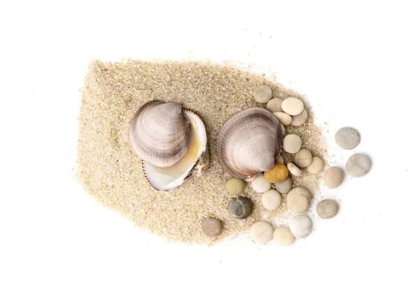 Оболочки Куче Песка Изолированы Морской Песчаном Пляже Моллюски Океанской Дюны — стоковое фото