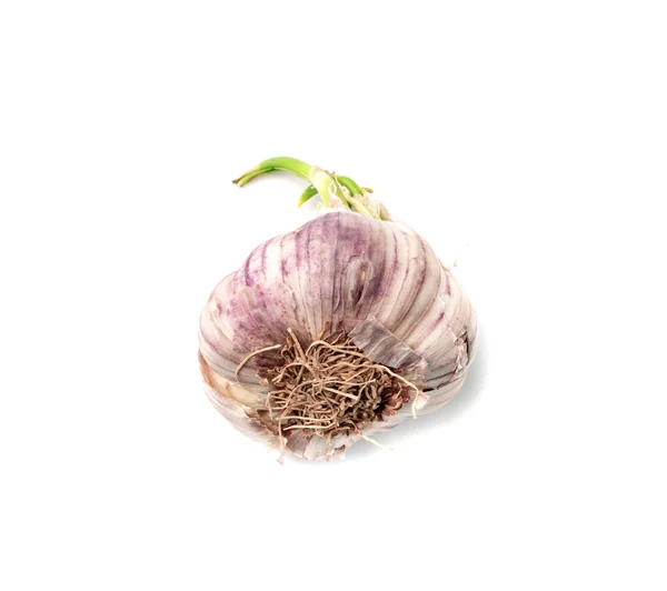 Sprouted Garlic Clove Isolated Garlic Bulb Sprouts White Background Top — ストック写真
