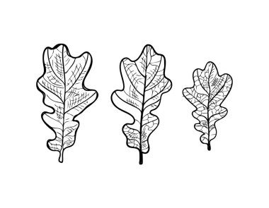 Line drawn tree leaf. Sketch drawing oak leaves, lace quercus leaf vector illustration isolated on white background