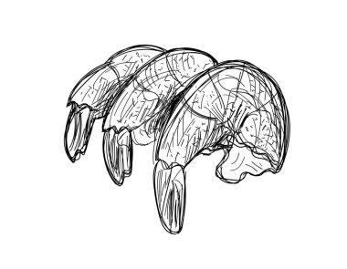 Sketched shrimp tails. Line drawing prawn, hand drawn pacific shrimp, tiger prawns sketch, jumbo seafood vector illustration