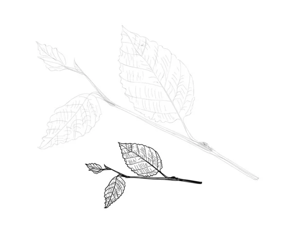 Line Drawn Leaf Sketch Drawing Branch Leaves Lace Tree Twig — Stock vektor