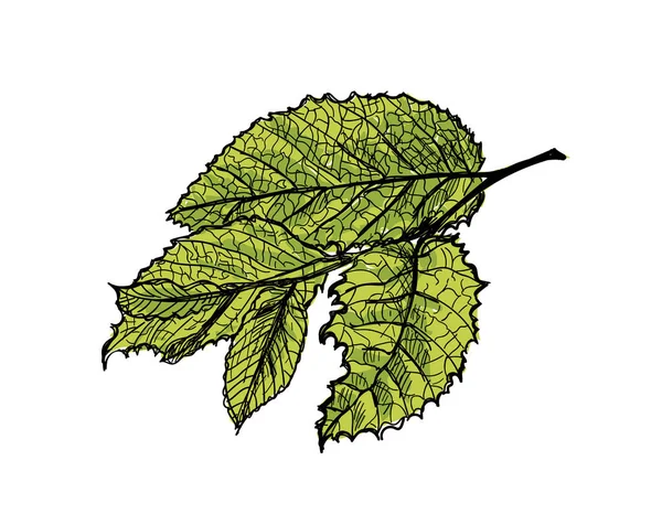 Line Drawn Leaf Sketch Drawing Branch Leaves Lace Tree Twig — Wektor stockowy