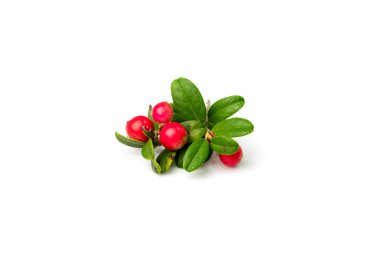 Fresh cowberry isolated. Lingonberry berries with green leaves, whortleberry twig, mountain cranberry sprig, partridgeberry, wild organic bearberries on white background