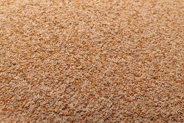 Bitki ago ovata tohumları doku arka planı. Psilyum kabuk deseni, isabgol diyet lifleri, ispaghula duvar kağıdı, psyllium kabuğu ve tohumlar fotokopi alanı ile modelleniyor.