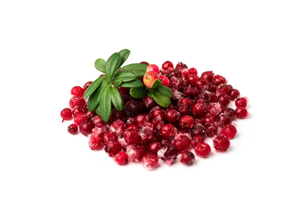 Frozen Cowberry Isolated Iced Lingonberry Pile Frosty Red Berries Frozen — Stock fotografie