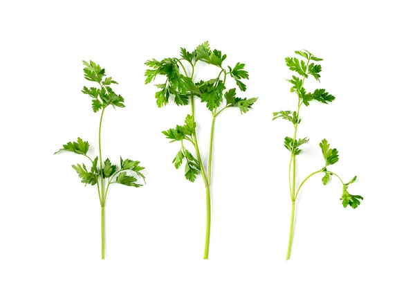 Hoja Perejil Fresca Aislada Hojas Cilantro Juego Ramitas Perejil Jardín — Foto de Stock