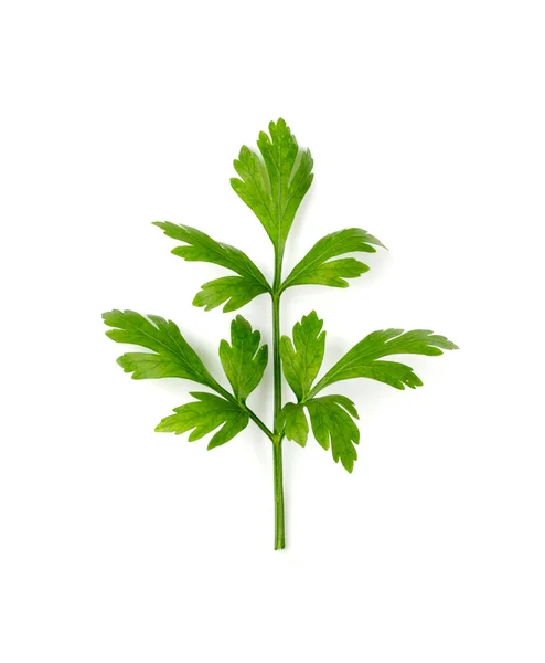 Färska Persiljeblad Isolerade Cilantro Blad Trädgård Persilja Kvist Körvel Eller — Stockfoto