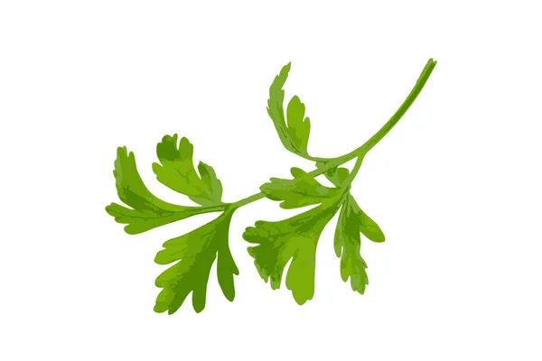 Vers Peterselieblad Geïsoleerd Cilantro Bladeren Rauwe Tuin Peterselie Takje Kervel — Stockfoto