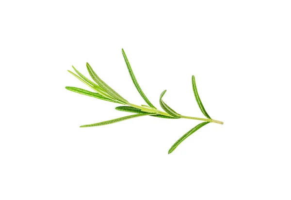 Fresh Rosemary Twig Isolated Green Rosemary Sprig Seasoning Twigs Romarin — Stock Photo, Image