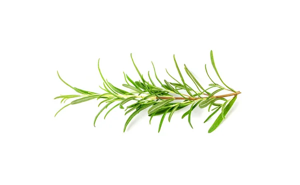 Fresh Rosemary Twig Isolated Green Rosemary Sprig Seasoning Twigs Romarin — Stock Photo, Image