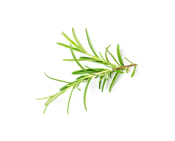 新鲜迷迭香分枝被隔离 绿色迷迭香小枝 调料小枝 迷迭香草本植物 白色背景的香料草 — 图库照片