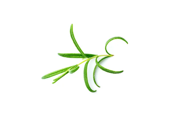 Fresh Rosemary Twigs Isolated Green Rosemary Leaves Set Seasoning Twigs — Stock Fotó