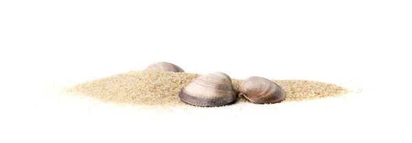 Shells Sand Pile Isolated Seashell Sandy Beach Ocean Dune Clams — Photo