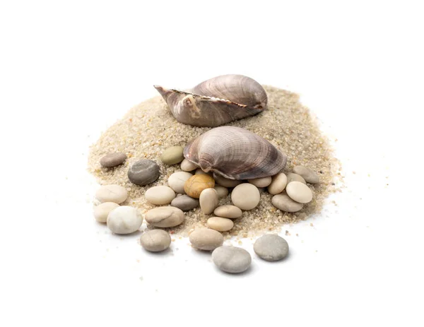 Shells Sand Pile Isolated Seashell Sandy Beach Ocean Dune Clams — Photo