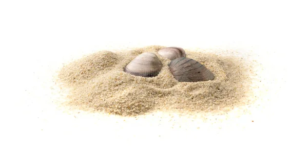 Shells Sand Pile Isolated Seashell Sandy Beach Ocean Dune Clams — Stockfoto