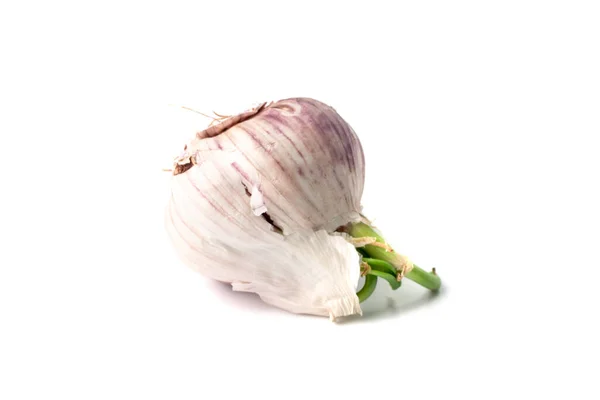Sprouted Garlic Clove Isolated Garlic Bulb Sprouts White Background Top — Photo