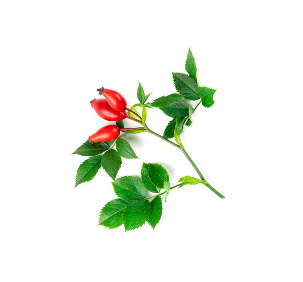 Wild rose twig isolated. Rose hip branch with red berries, rosehip fruits and leaves, dog rose sprig, dogrose twig on white background