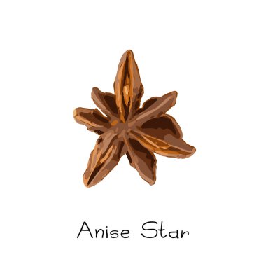 Yıldız anasonu, badiane suluboya stili, beyaz arka planda izole edilmiş illisiyum. Yıldız anason vektör illüstrasyonu