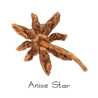 Yıldız anasonu, badiane suluboya stili, beyaz arka planda izole edilmiş illisiyum. Yıldız anason vektör illüstrasyonu