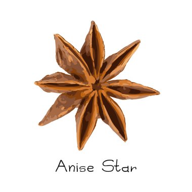 Yıldız anasonu, badiane suluboya stili, beyaz arka planda izole edilmiş illisiyum. Yıldız anason vektör illüstrasyonu