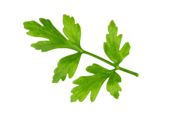 Hoja Perejil Fresca Aislada Hojas Cilantro Ramita Perejil Jardín Crudo — Vector de stock